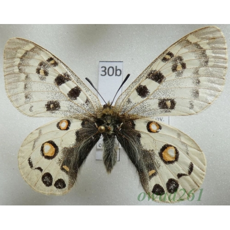 Parnassius széchenyii subsp. germanae Austaut, 1906 China30b